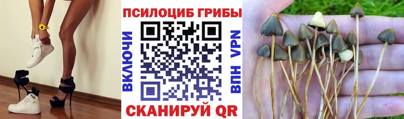 магазин  наркотиков  Чишмы  Галлюциногенные грибы GOLDEN TEACHER 